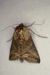 Abrostola triplasia
