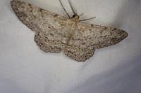 Hypomecis punctinalis