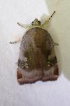 Noctua janthe