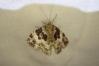 Epirrhoe alternata