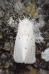 Spilosoma urticae