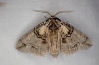 Drymonia velitaris