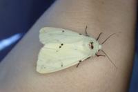 Spilarctia lutea