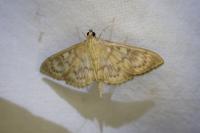 Patania ruralis