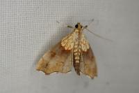 Endotricha flammealis