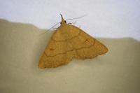 Paracolax tristalis