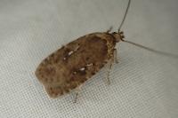 Agonopterix ciliella