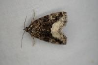 Deltote pygarga