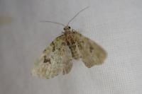 Chloroclystis v-ata
