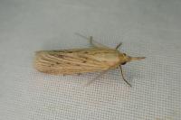 Ematheudes punctella