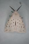 Spilosoma lubricipeda
