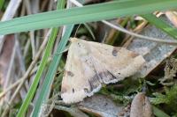 Heliothis peltigera