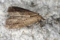 Schrankia