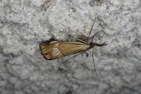 Chrysocrambus linetella