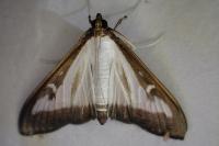 Cydalima perspectalis