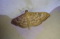 Patania ruralis