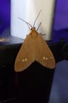 Dysauxes ancilla