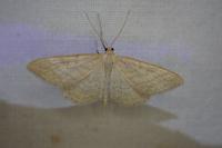 Idaea macilentaria