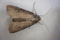 Peridroma saucia