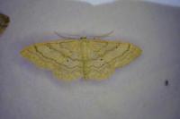 Idaea aversata