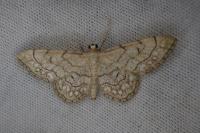 Idaea moniliata