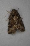 Oligia