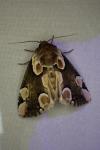 Thyatira batis
