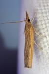 Pediasia contaminella