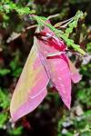 Deilephila elpenor