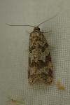 Cnephasia
