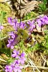 Hemaris fuciformis