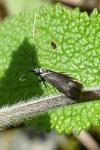 Adela reaumurella