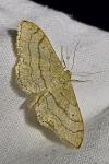 Idaea aversata