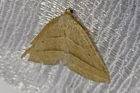Petrophora chlorosata