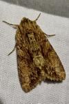 Apamea monoglypha