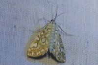 Elophila nymphaeata