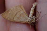 Idaea ochrata