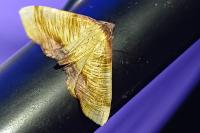 Plagodis dolabraria