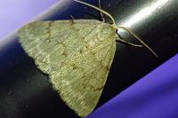 Pseudoterpna pruinata