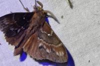 Dendrolimus pini