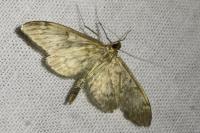 Anania lancealis