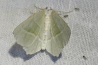 Campaea margaritaria
