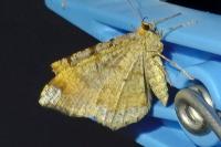 Macaria liturata