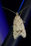 Symmoca signatella