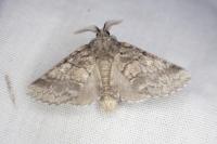 Gluphisia crenata