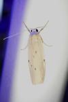 Pelosia muscerda