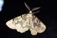Cleorodes lichenaria