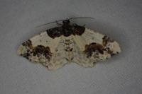 Ligdia adustata