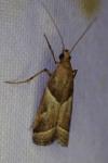 Nyctegretis lineana
