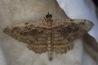 Philereme transversata